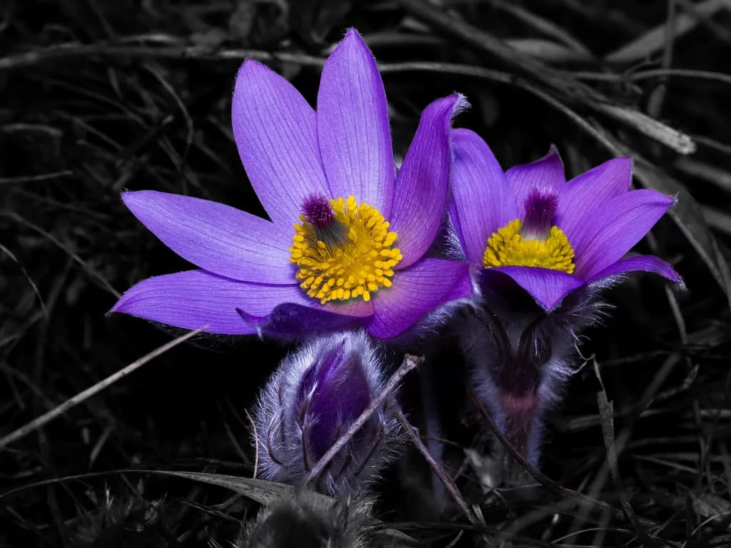 Purple Flowers Contrast