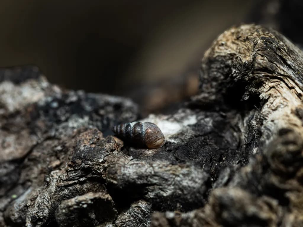 Snail on Bark Texture