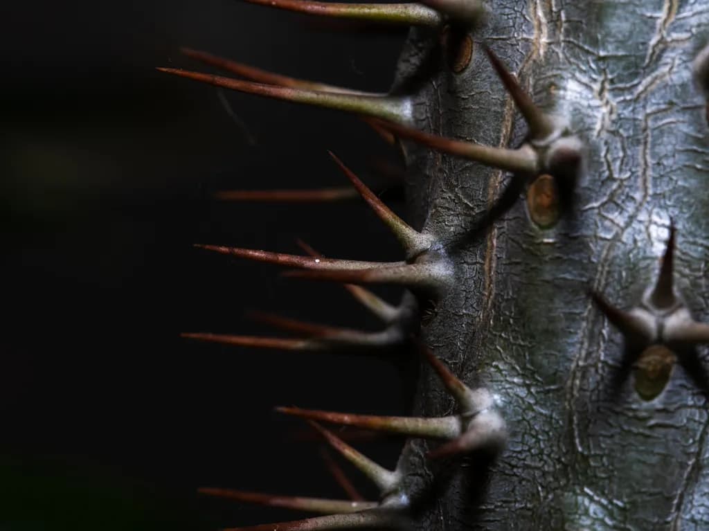 Thorned Tree Trunk
