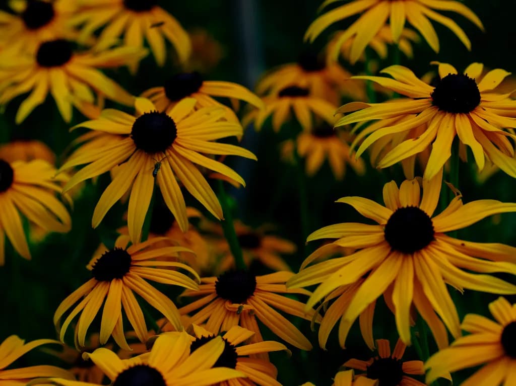 Black-Eyed Susans Cluster
