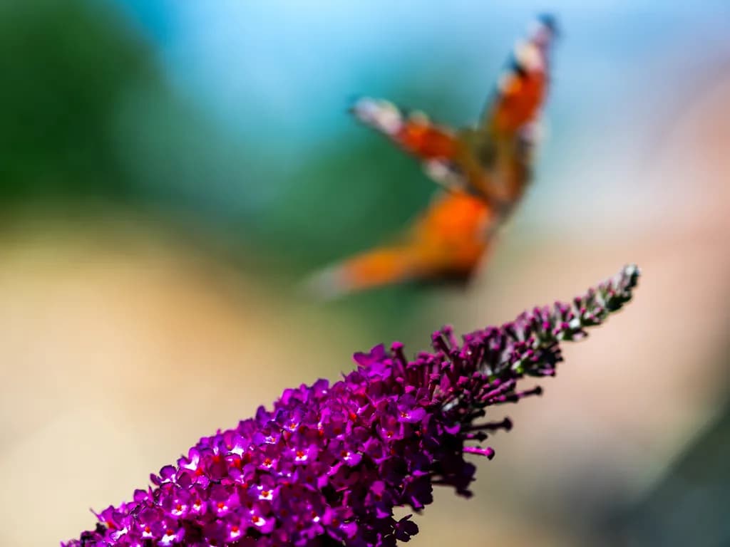 Butterfly on Flower