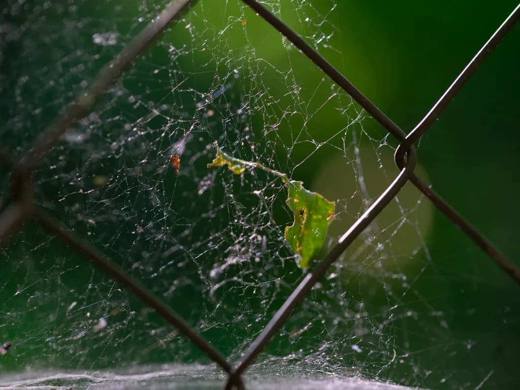 Fence Web Detail