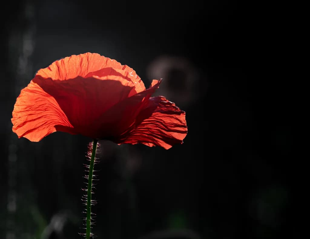 Backlit Poppy