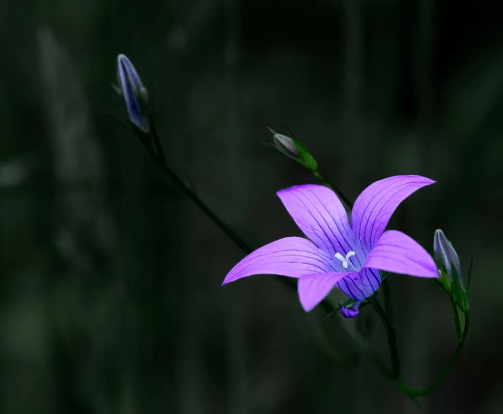 Quiet Bloom
