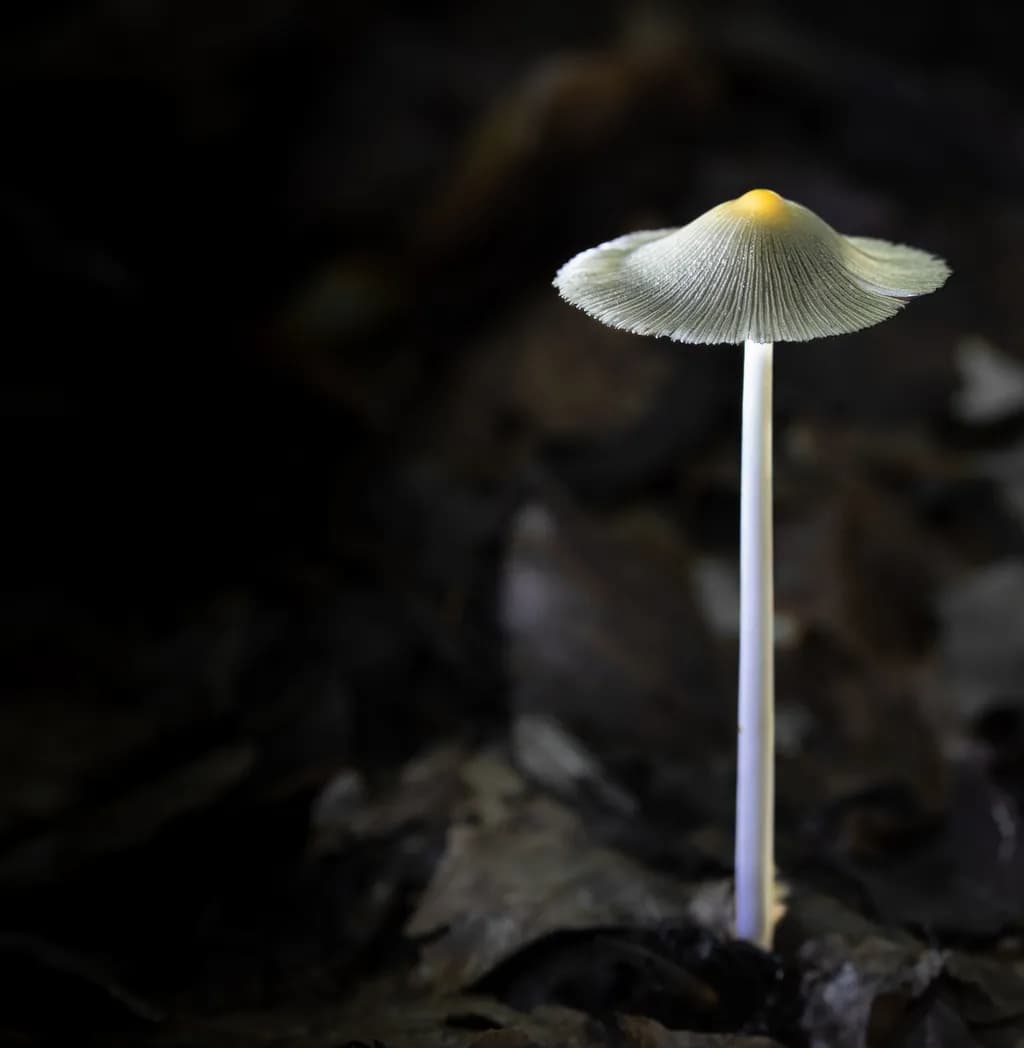 Luminous Cap