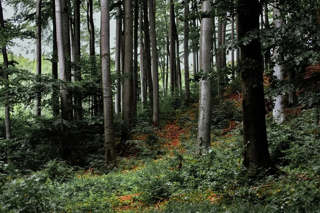 Hidden Grove