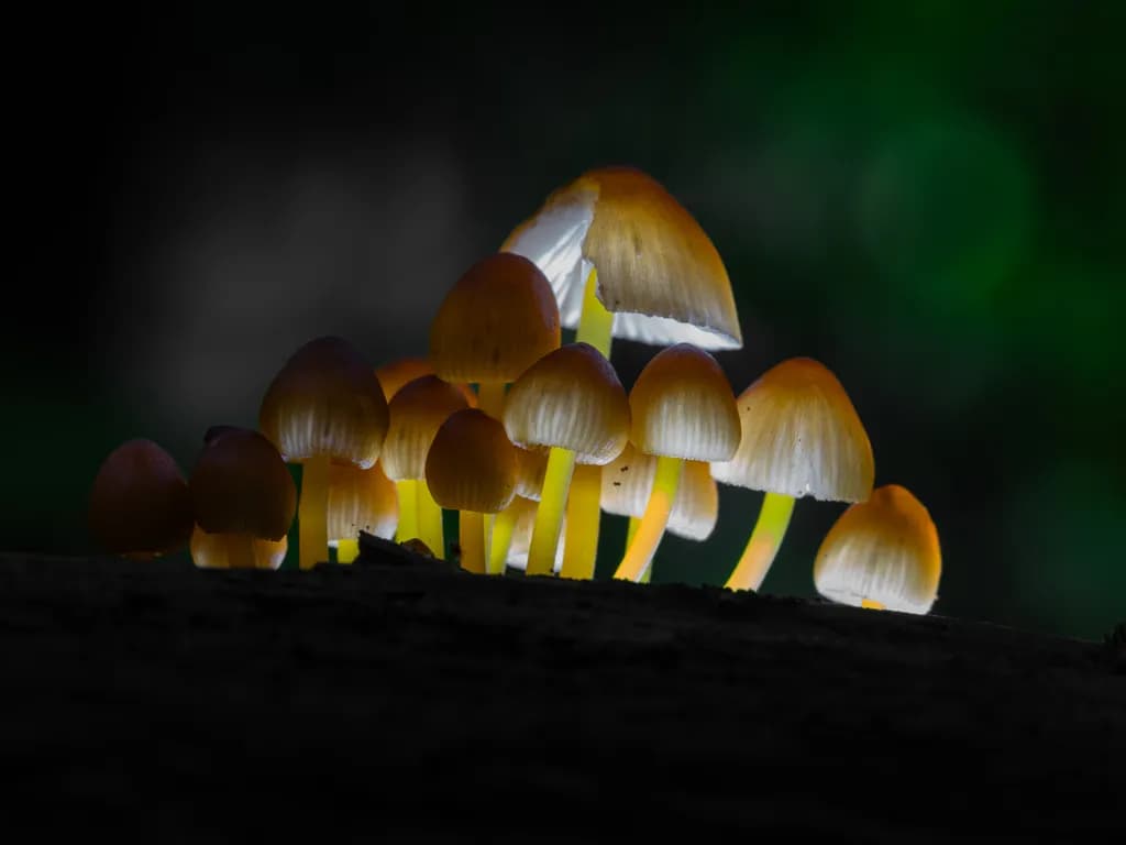 Glowing Mycelium Cluster