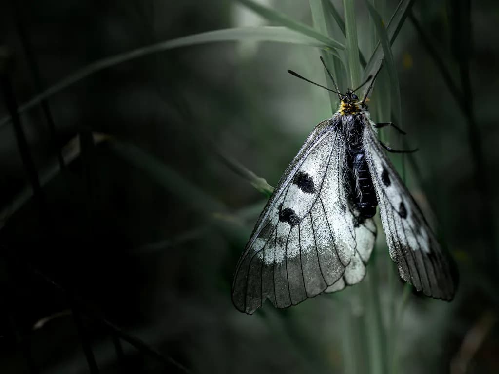 Shadowed Wings