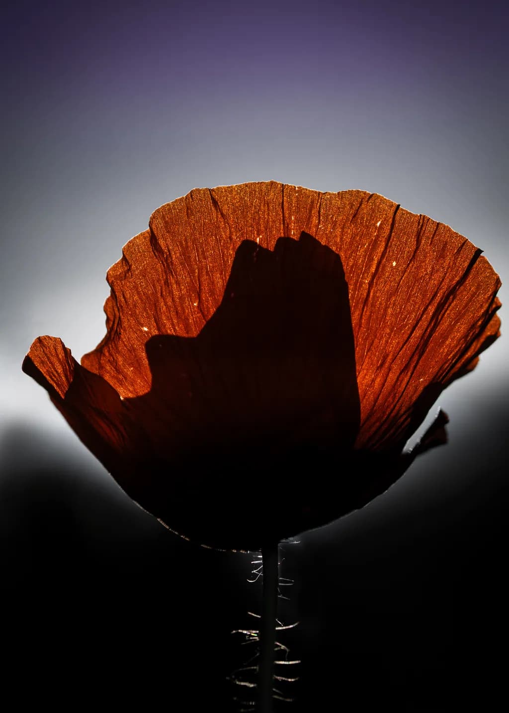 Silhouette Bloom