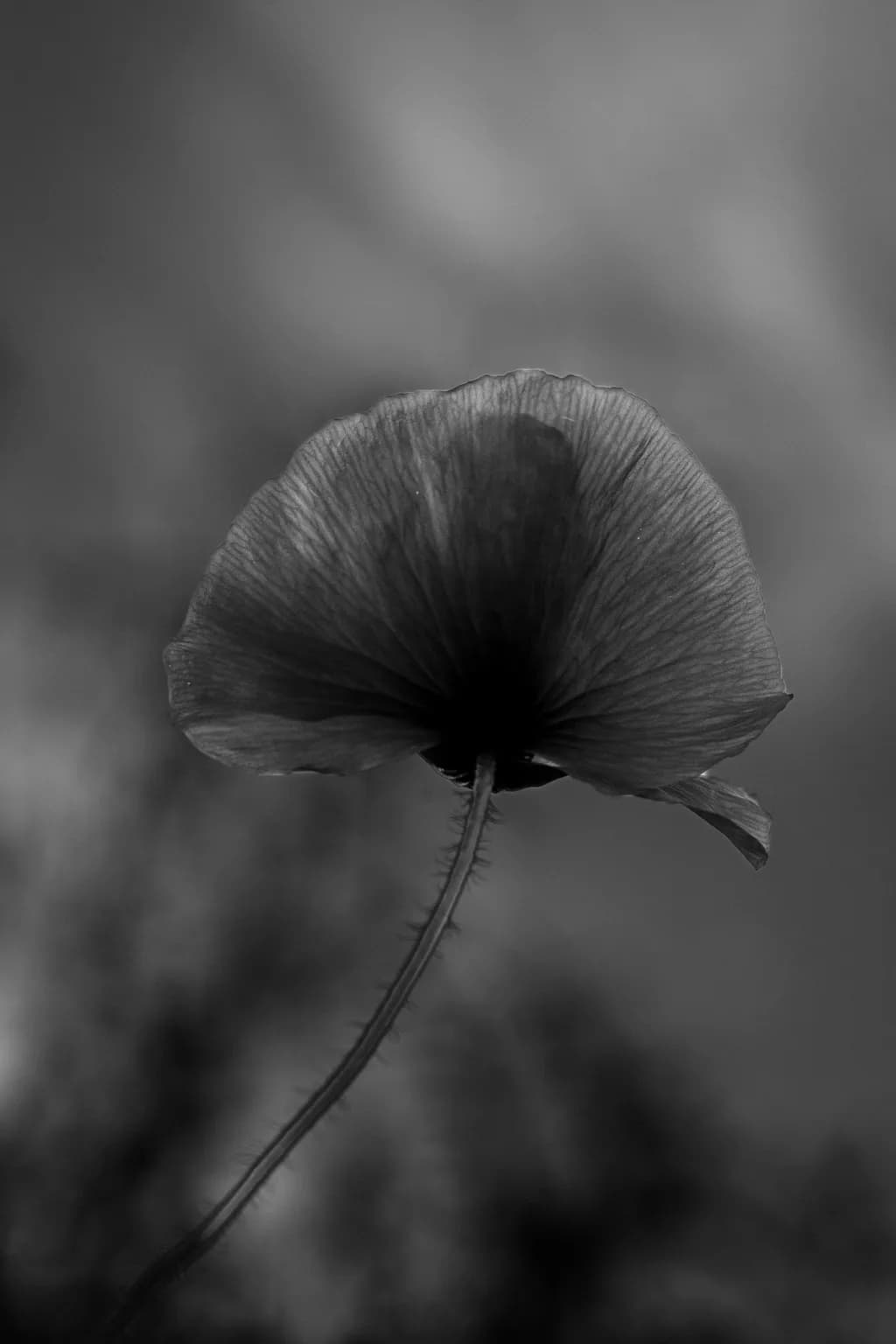 Shadowed Bloom