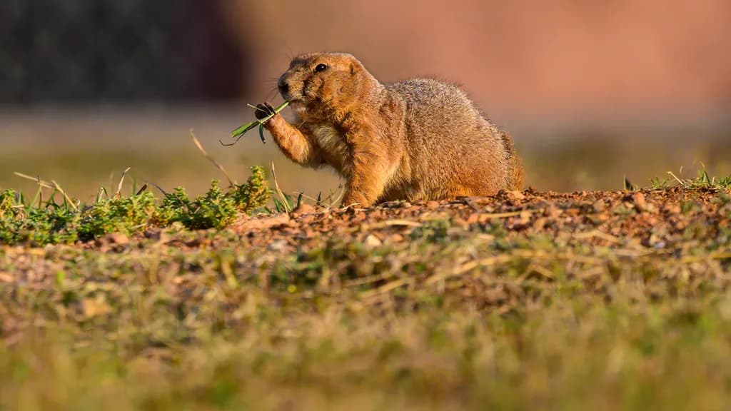 Prairie Pause