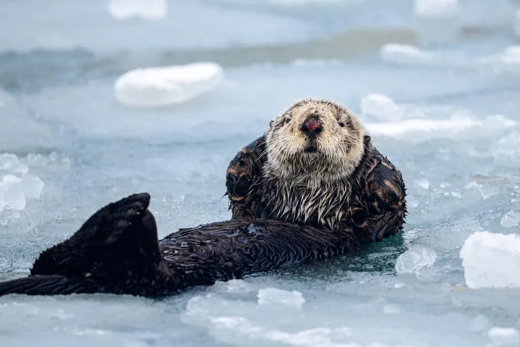 Resting Otter
