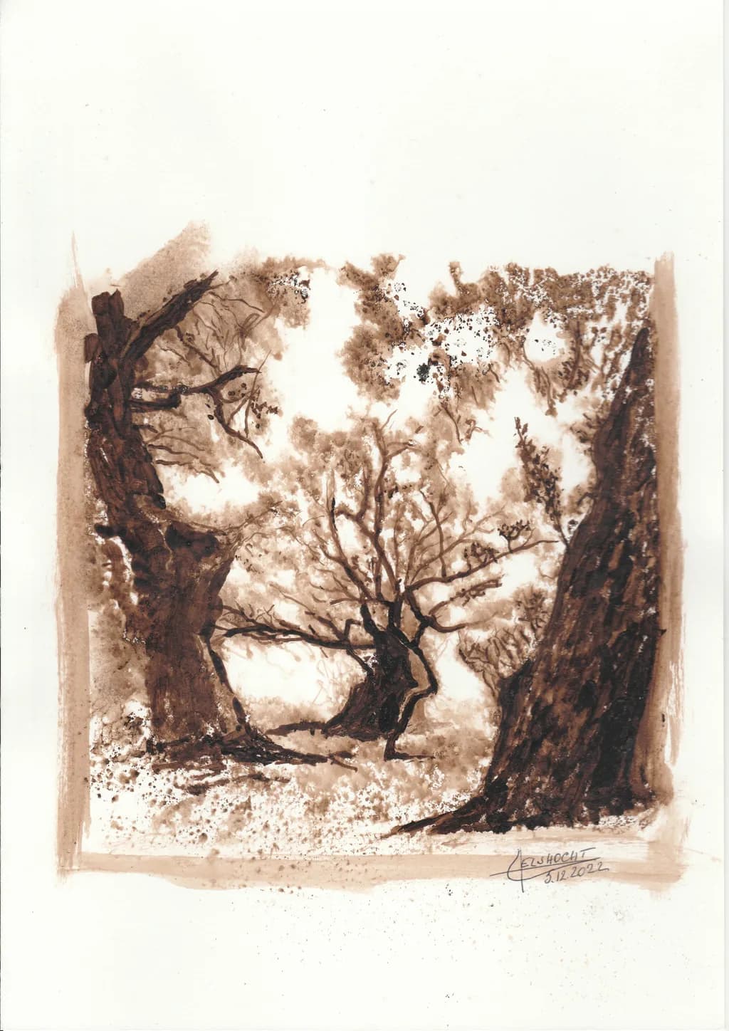 Ancient Grove
