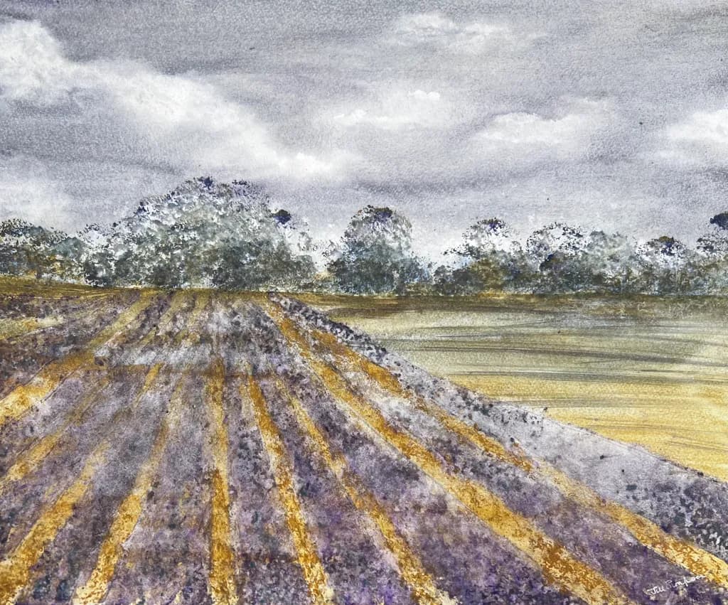 Lavender Rows