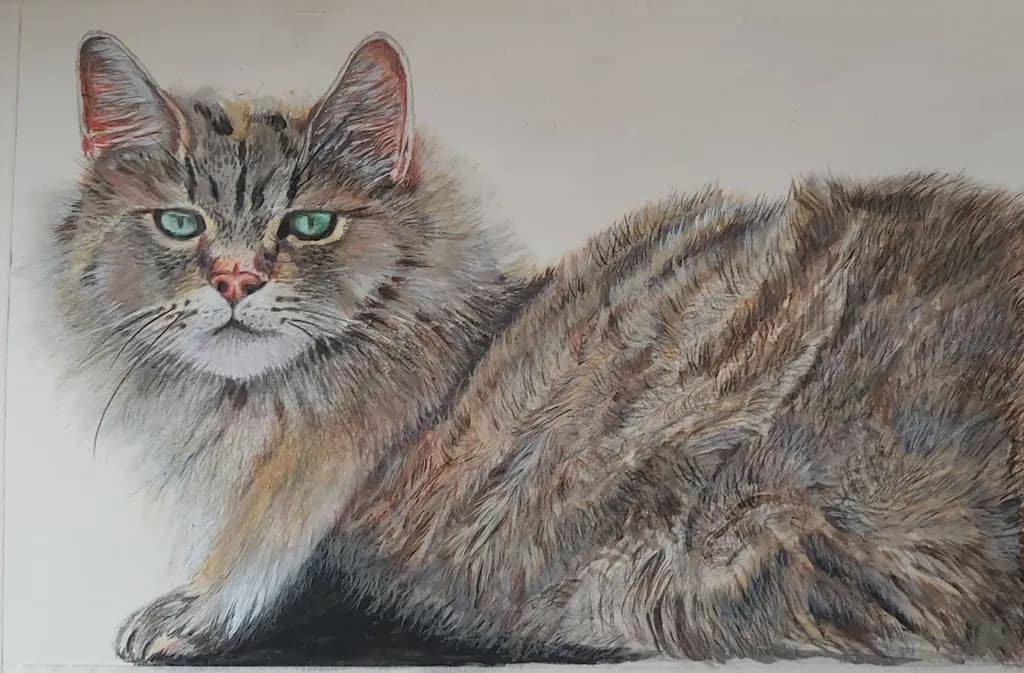 Gaze of the Tabby