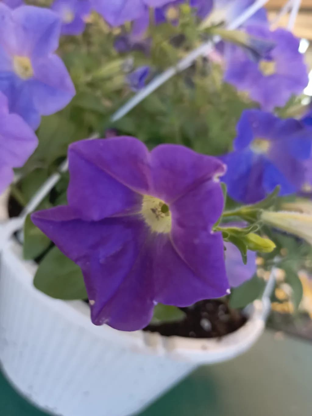 Purple Bloom