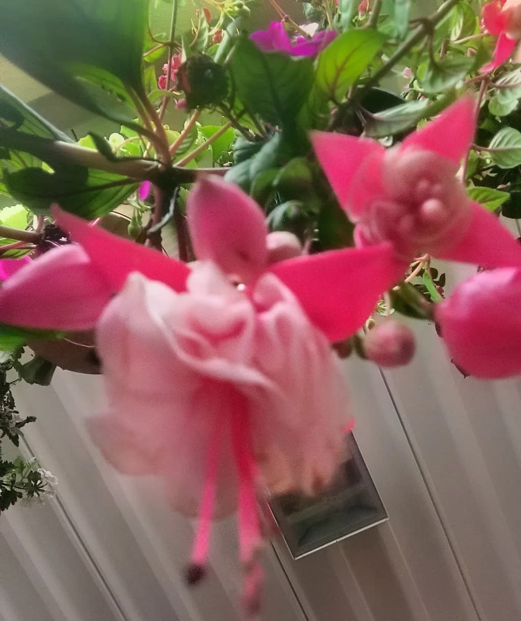 Blush Cascade