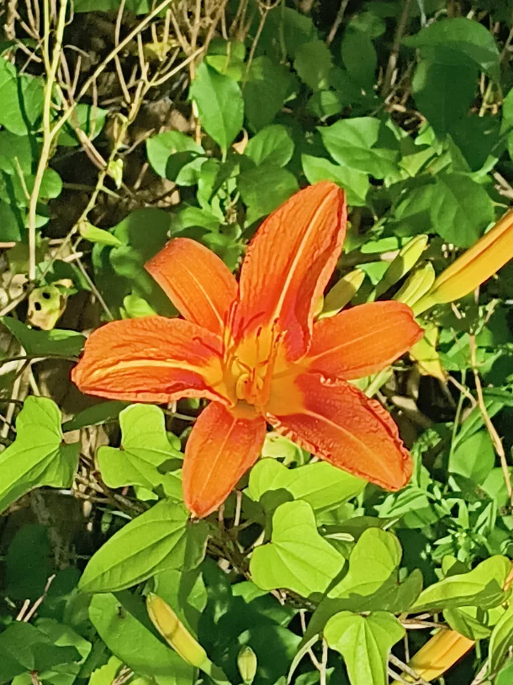 Sunlit Tiger Lily