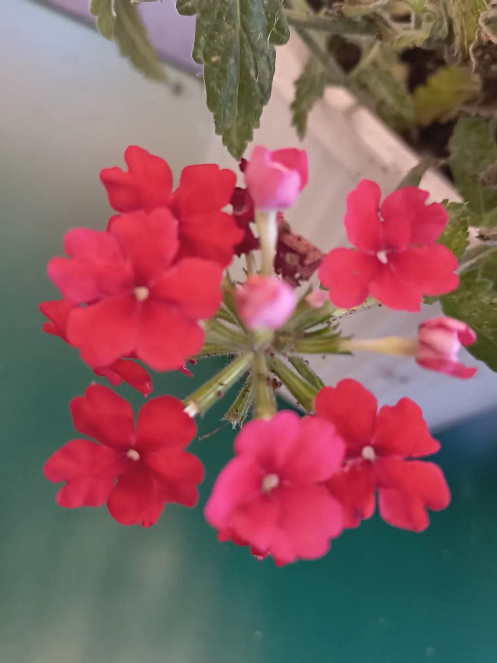 Crimson Cluster