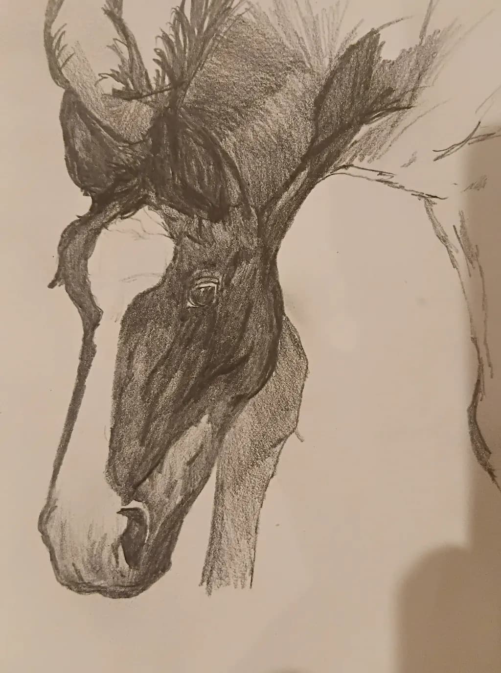 Contemplative Steed