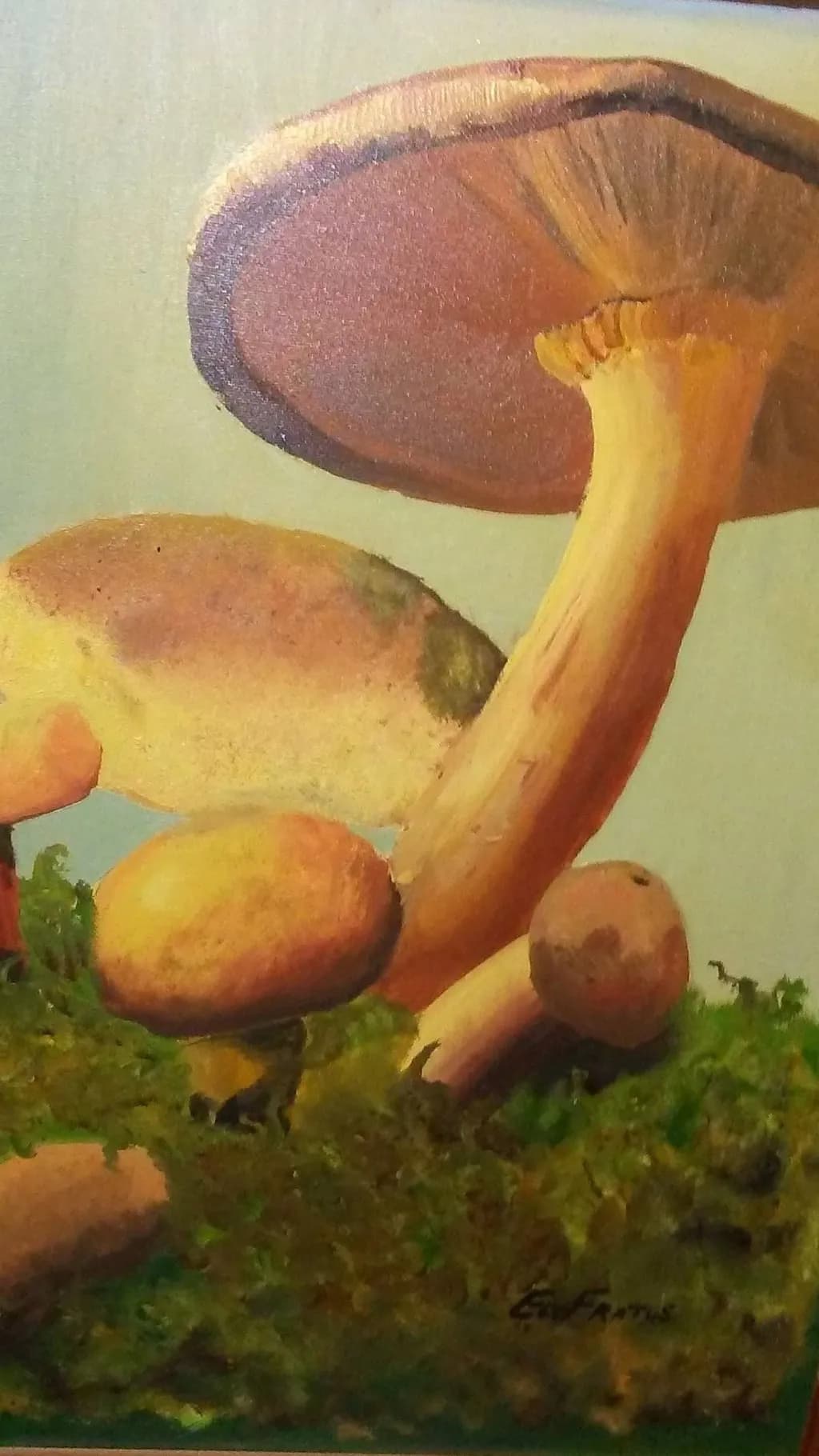 Forest Fungi