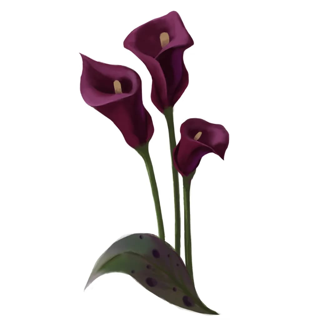 Deep Plum Calla Lilies