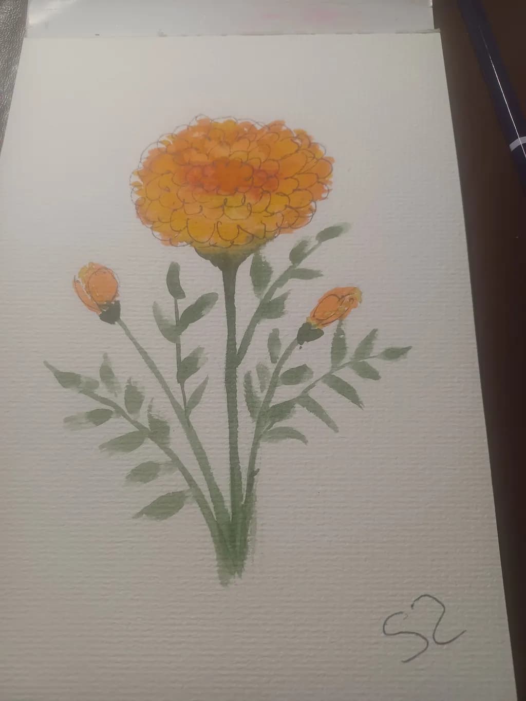 Marigold Trio