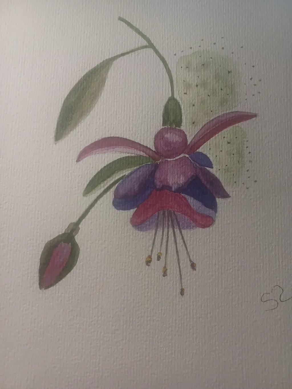 Fuchsia Bloom