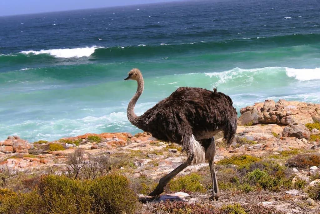 Coastal Strider