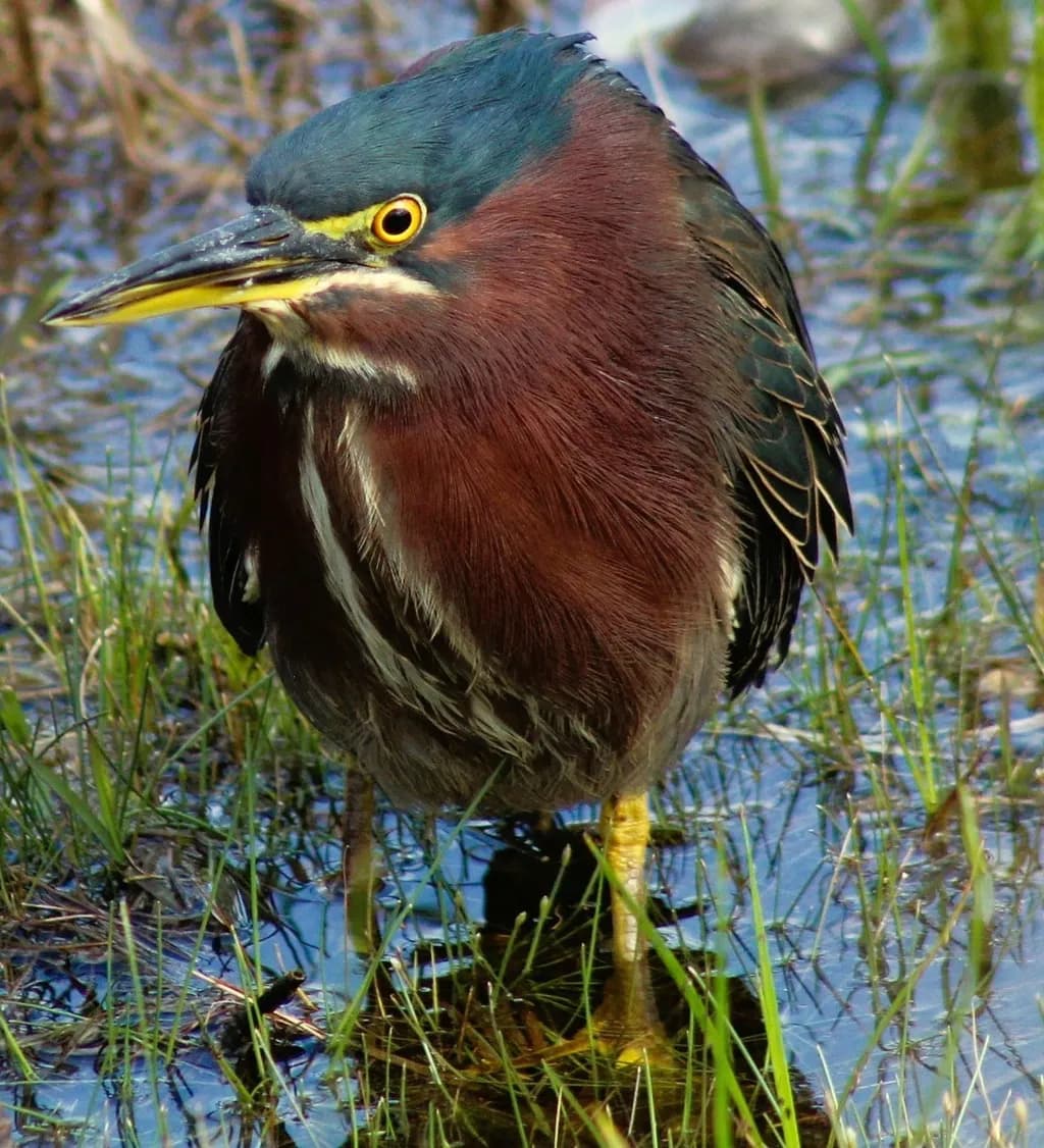 Marsh Stalker