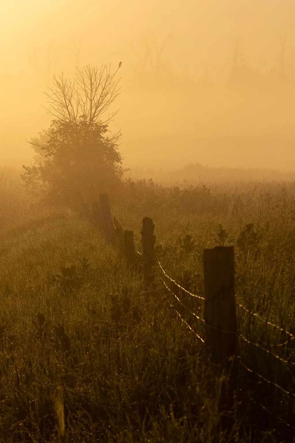 Foggy Fence Line