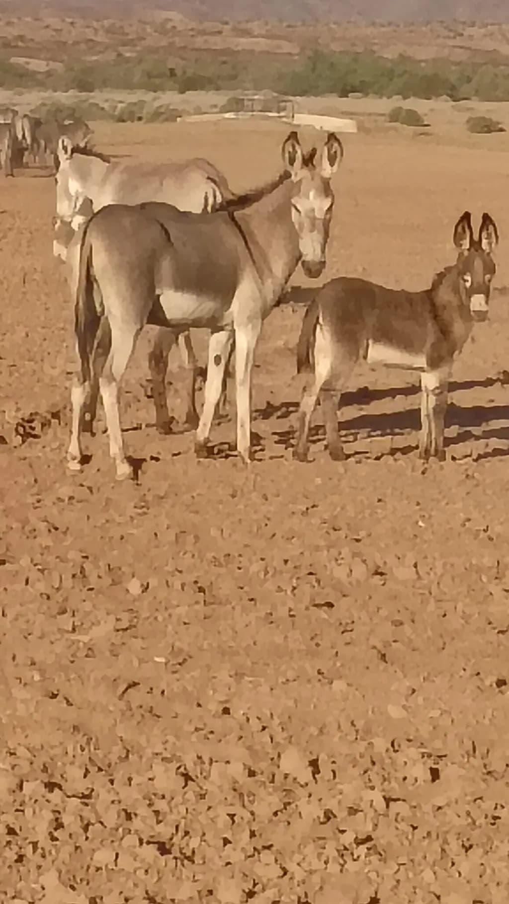 Desert Donkeys