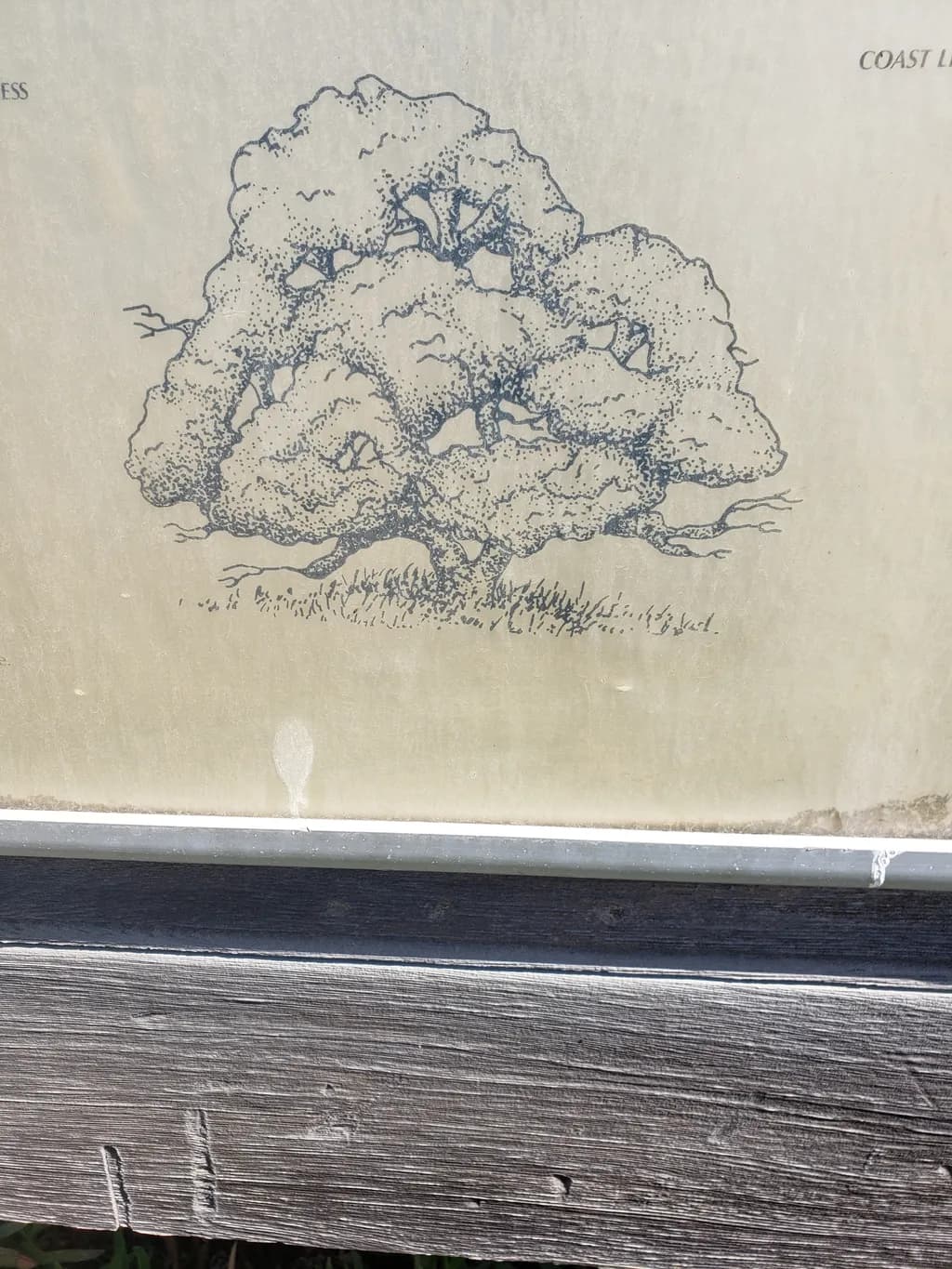 Coast Live Oak Illustration