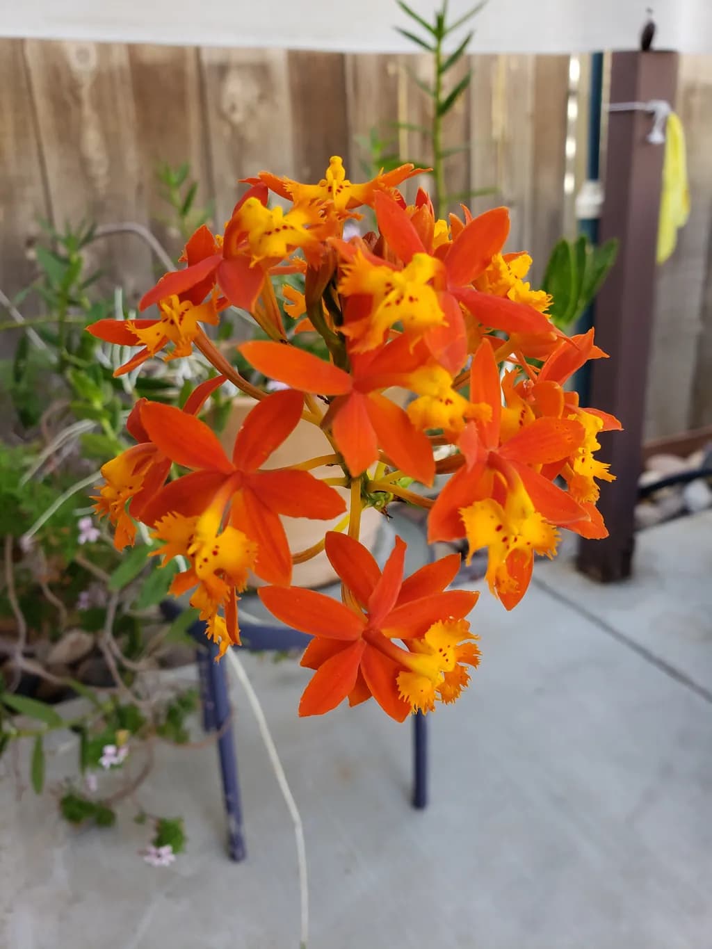 Flame Orchid Burst