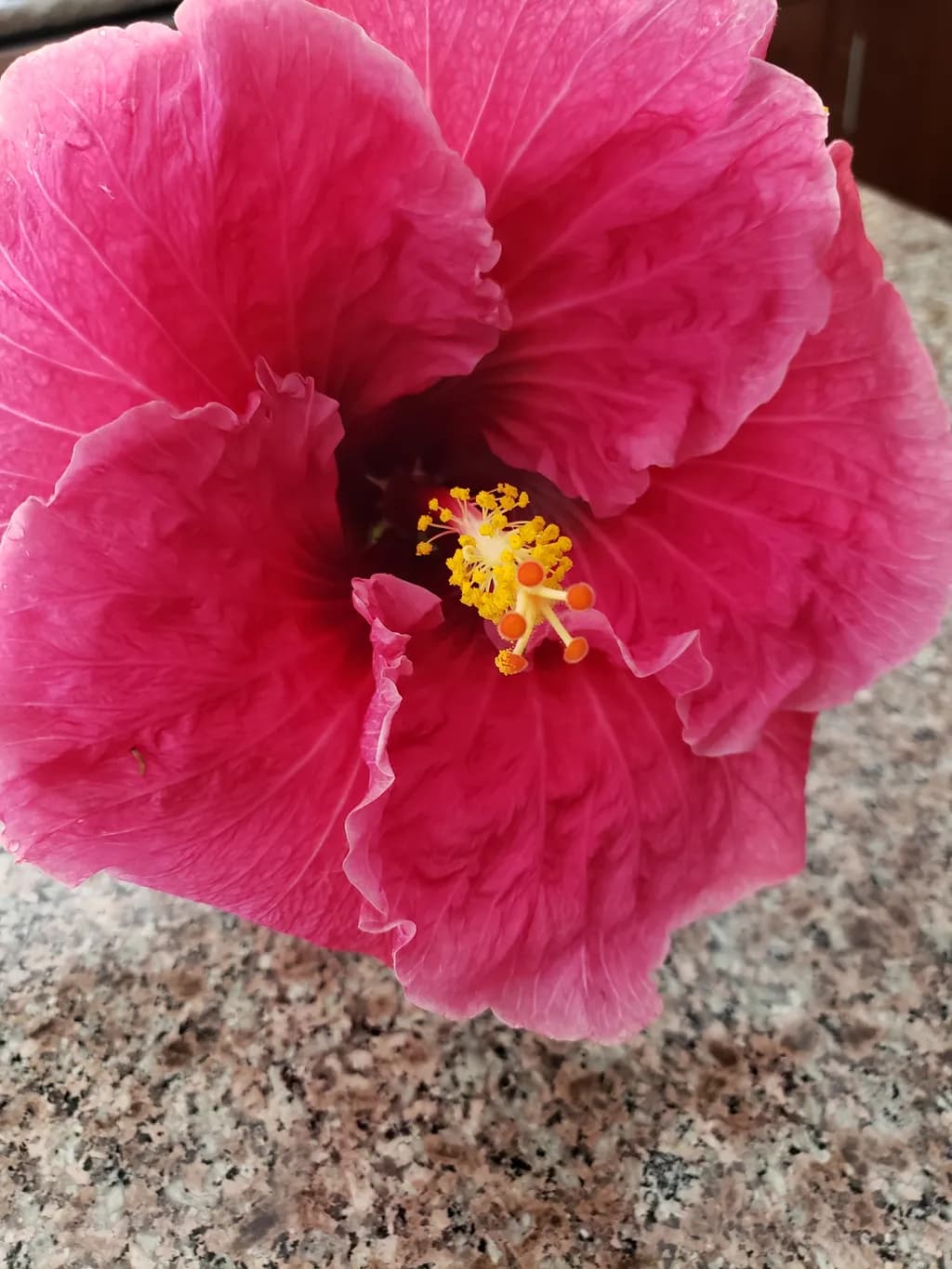 Pink Hibiscus Close-Up