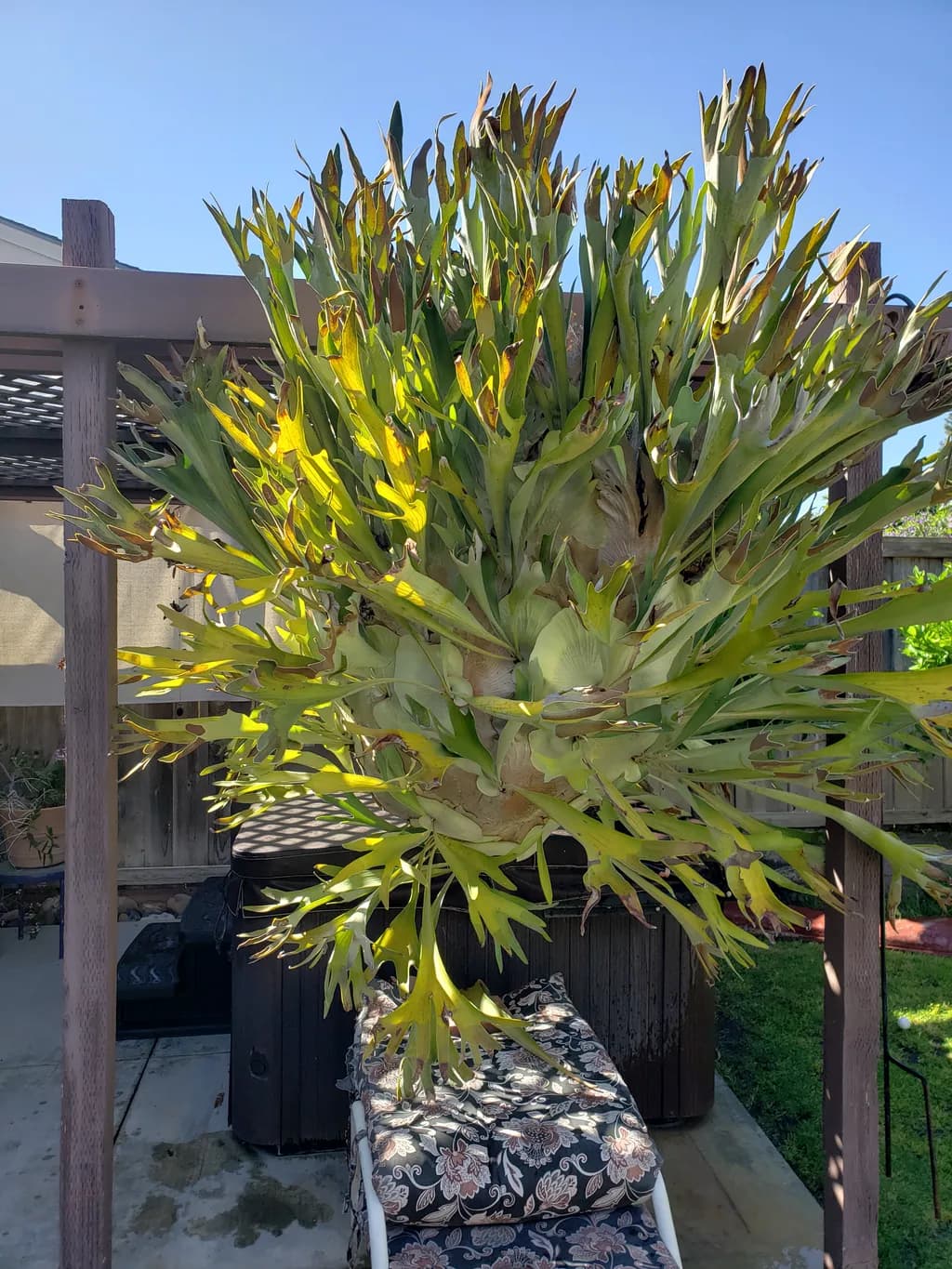 Staghorn Shield Fern