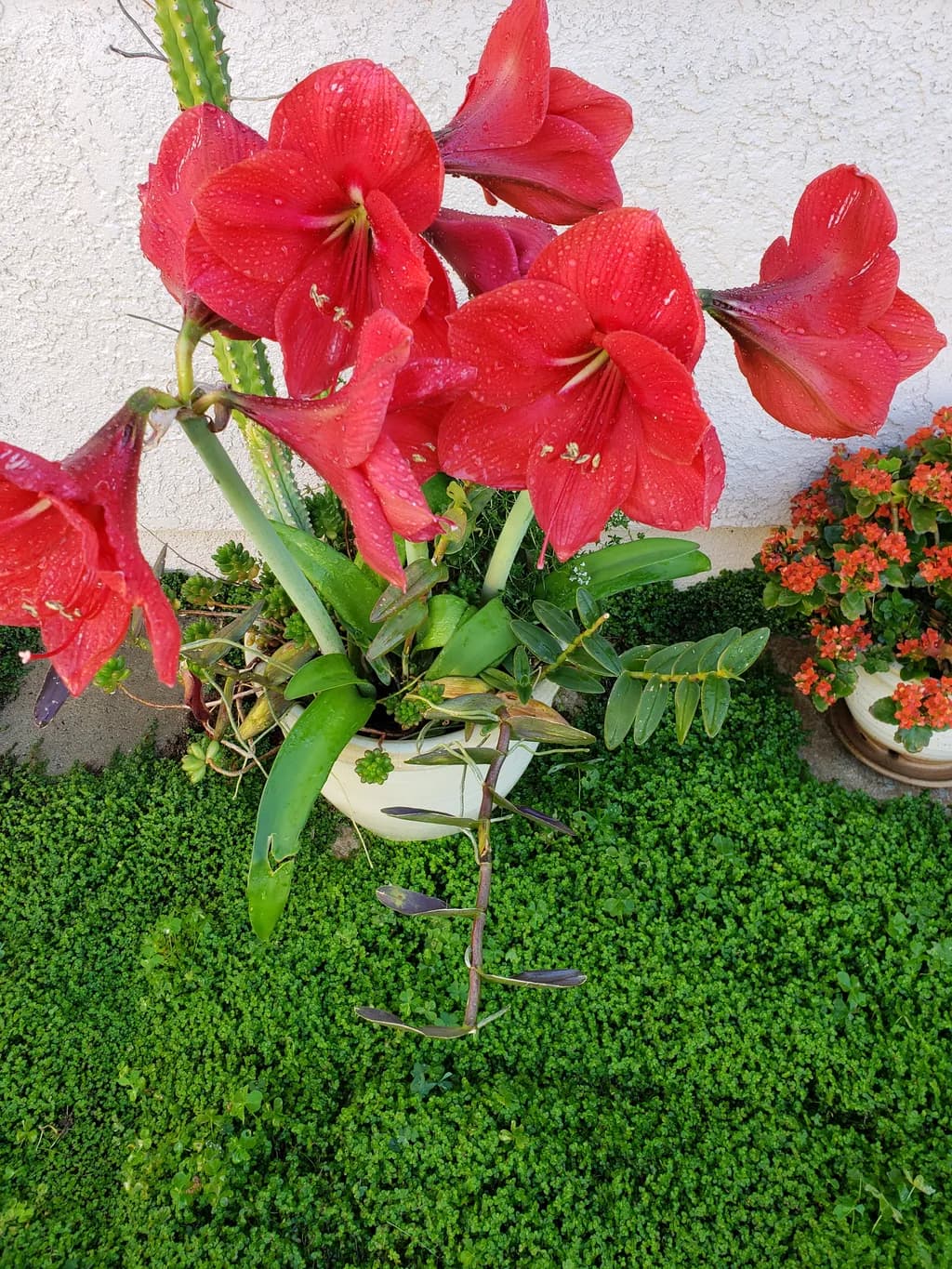 Red Amaryllis Burst
