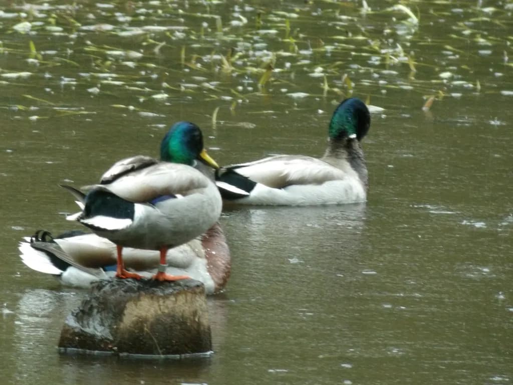 Mallard Gathering