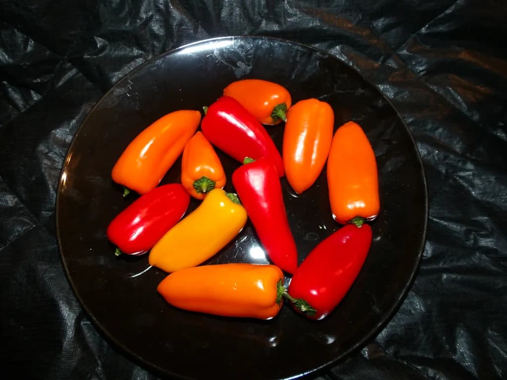 Colorful Mini Peppers