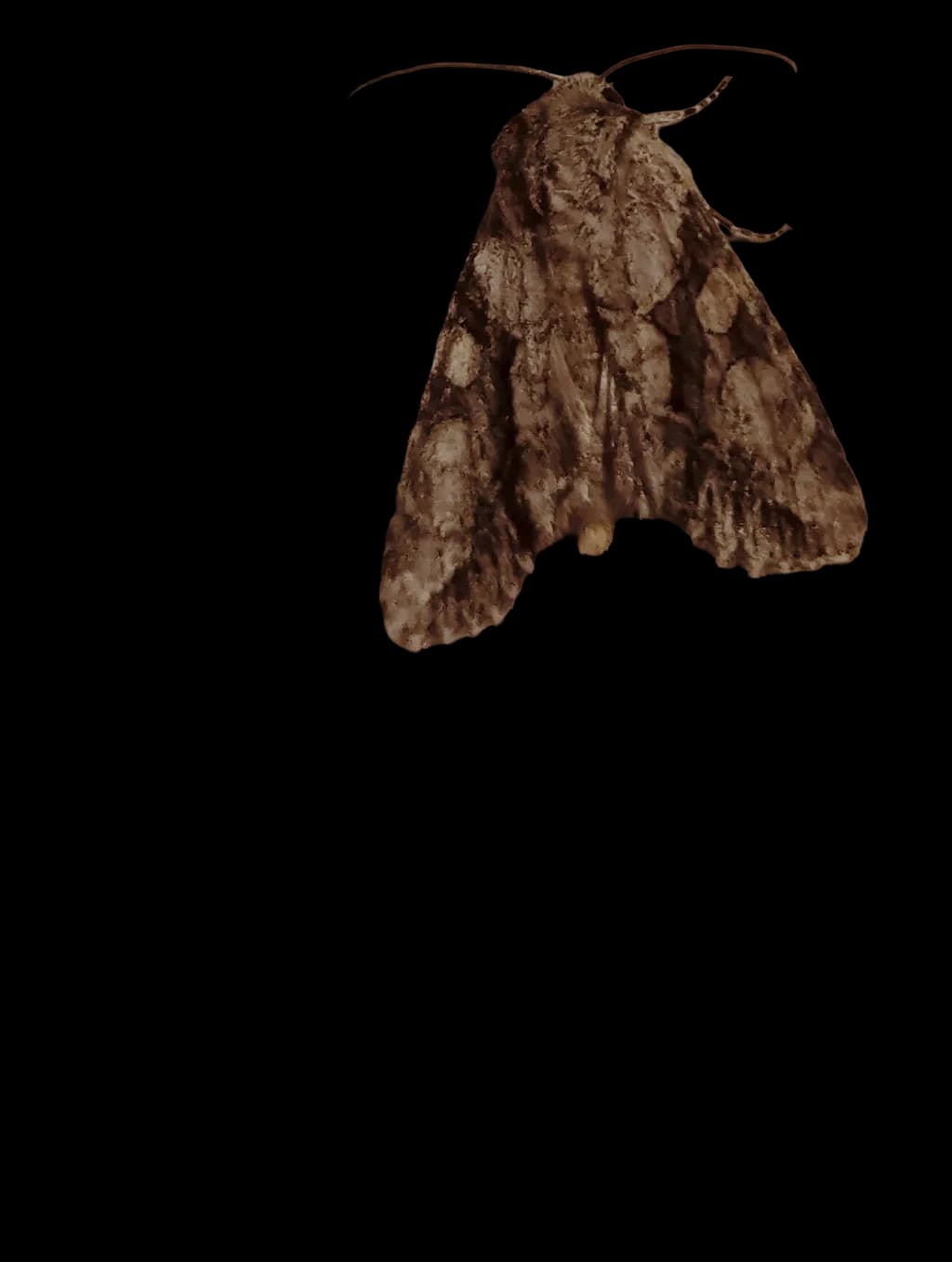 Moth Study