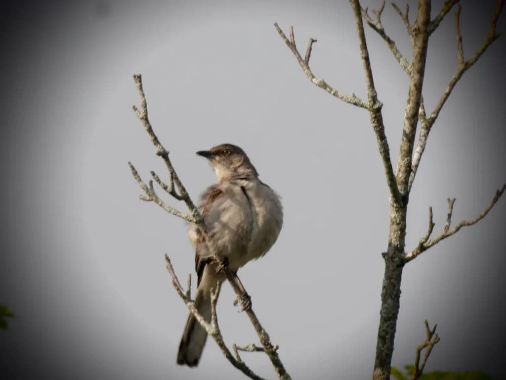 Songbird Perch