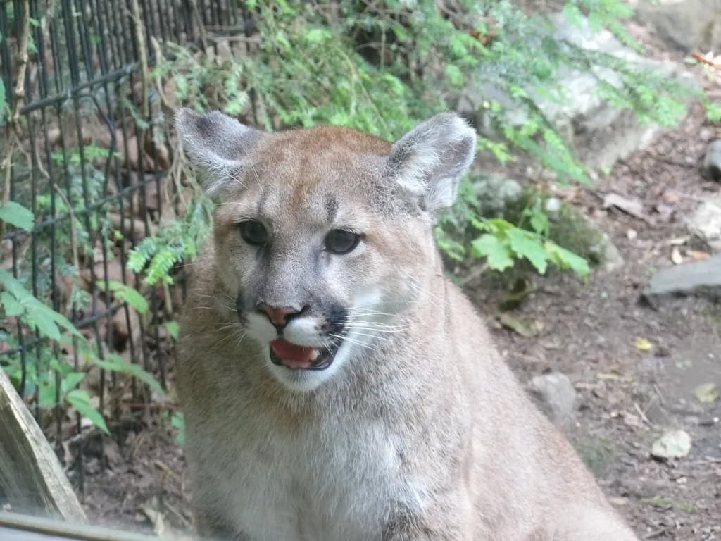 Wild Cougar Majesty