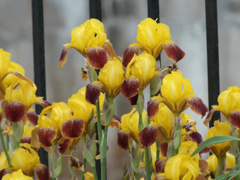 Golden Iris Cluster