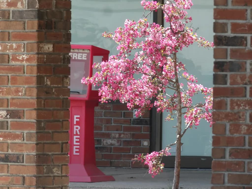 Pink Blossom Frame