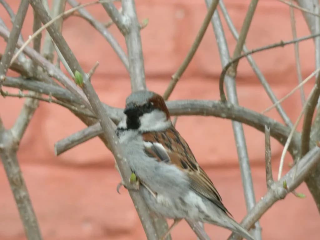 Hidden Sparrow