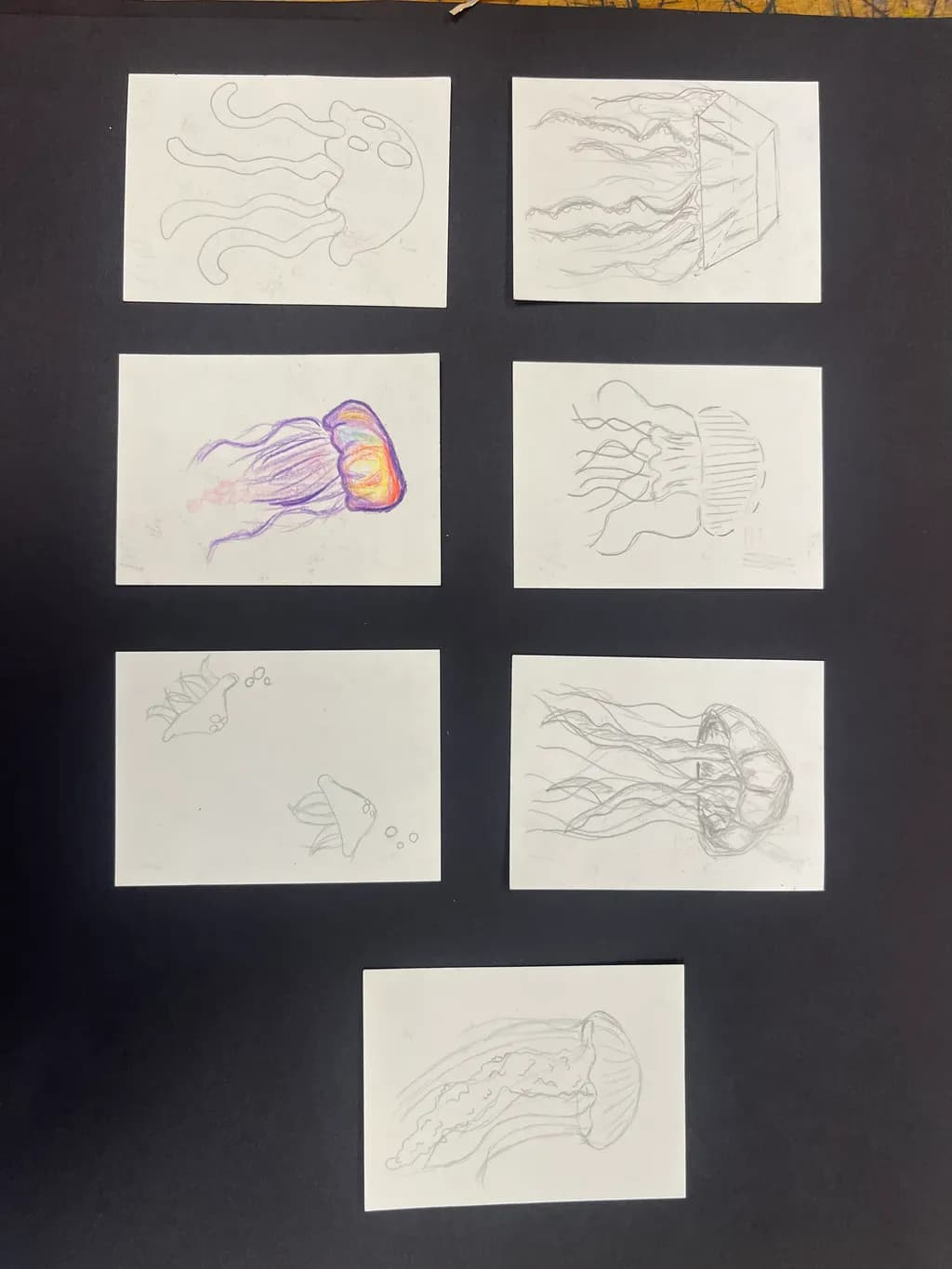 Jellyfish Studies