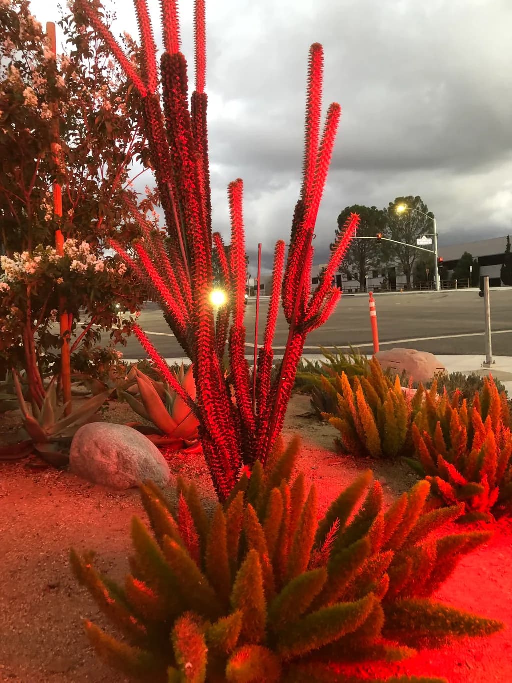 Desert Plant Glow