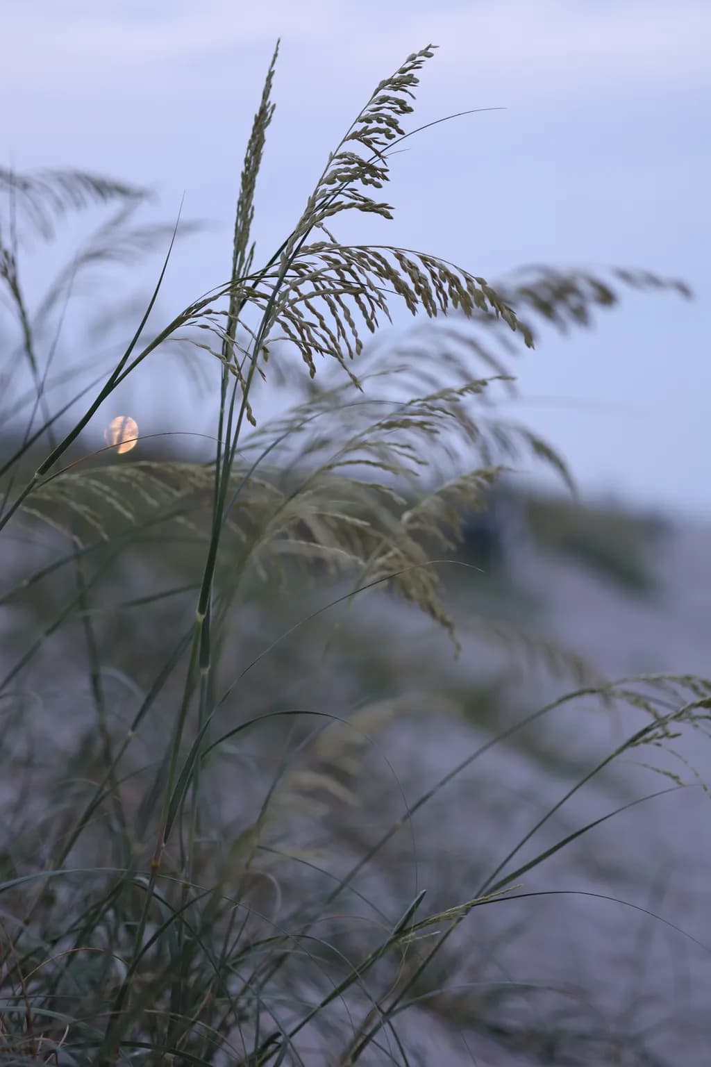 Dune Grass Moonlight