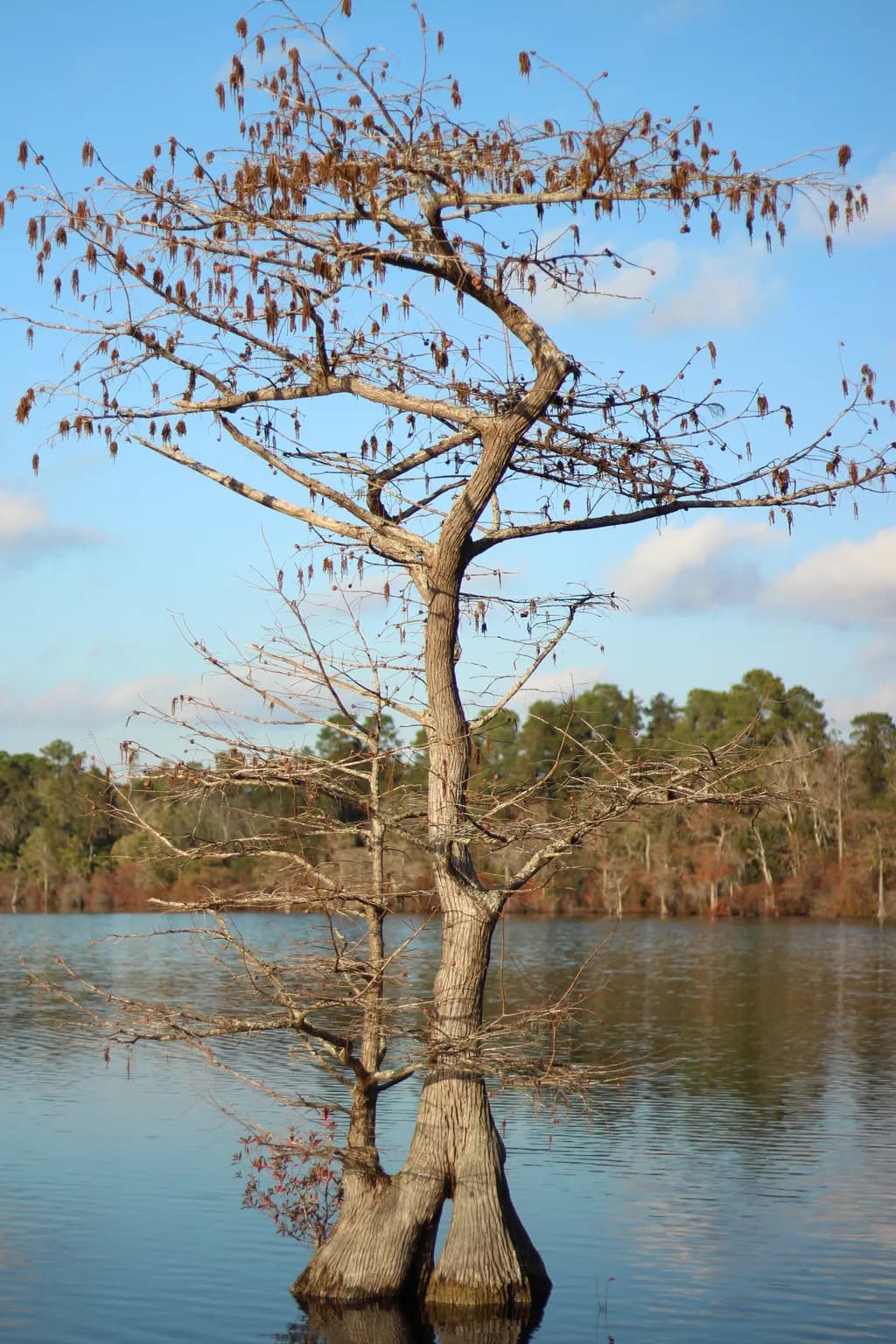 Cypress Reflection