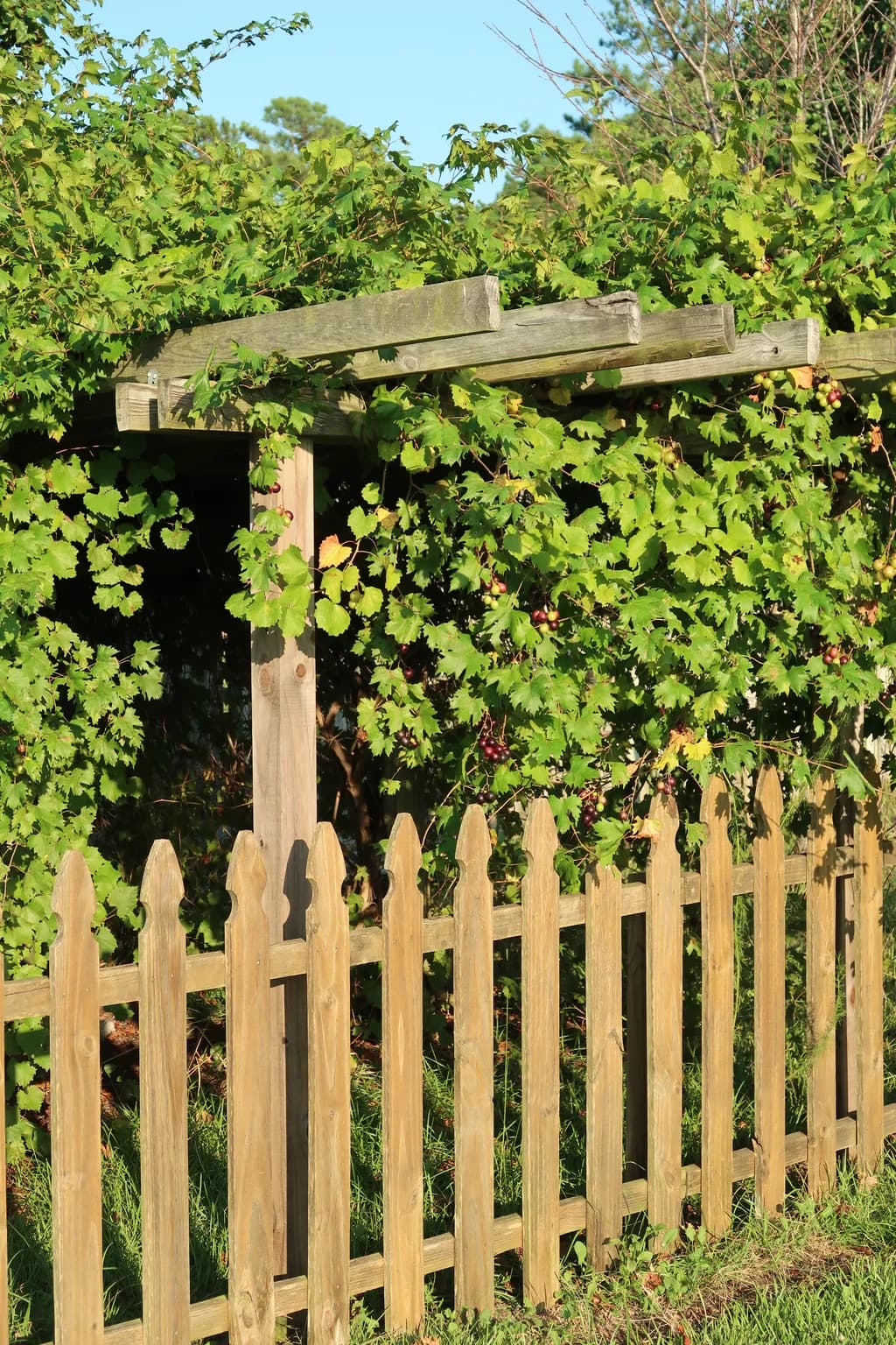 Vineyard Trellis Gate